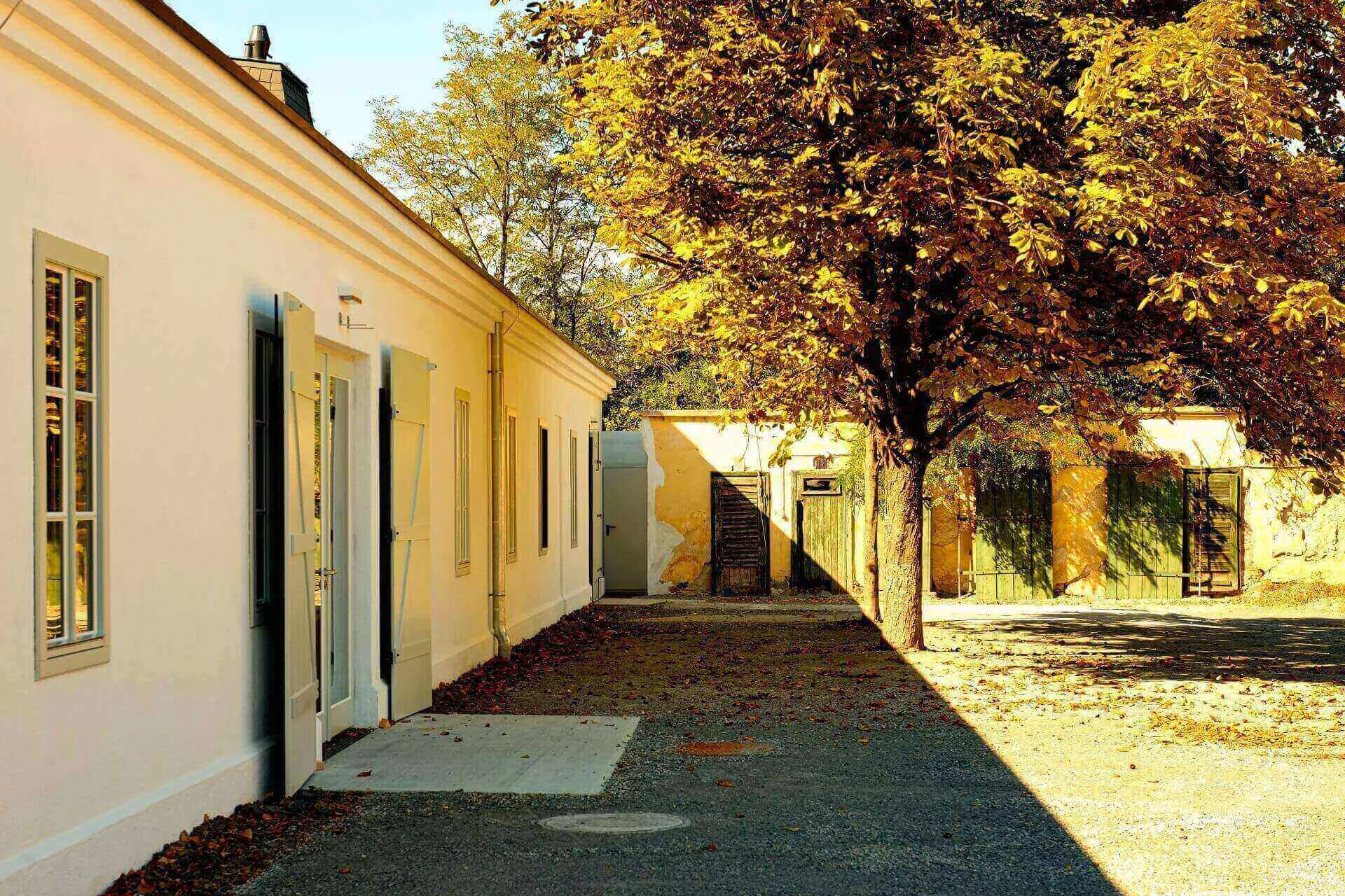 Ein weißes Gebäude mit hellgrünen Türen und Fenstern steht neben einem Baum mit gelb-braunen Herbstblättern, die im hellen Sonnenlicht schillernde Schatten auf den Boden und die Wand werfen.